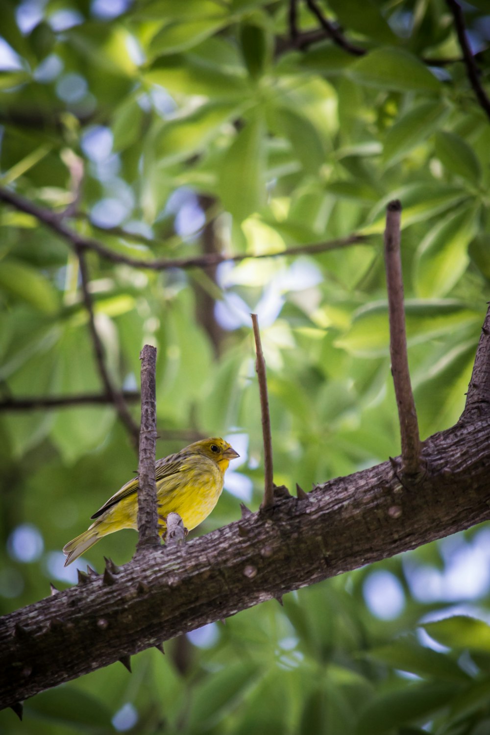 yellow bird perching on tree