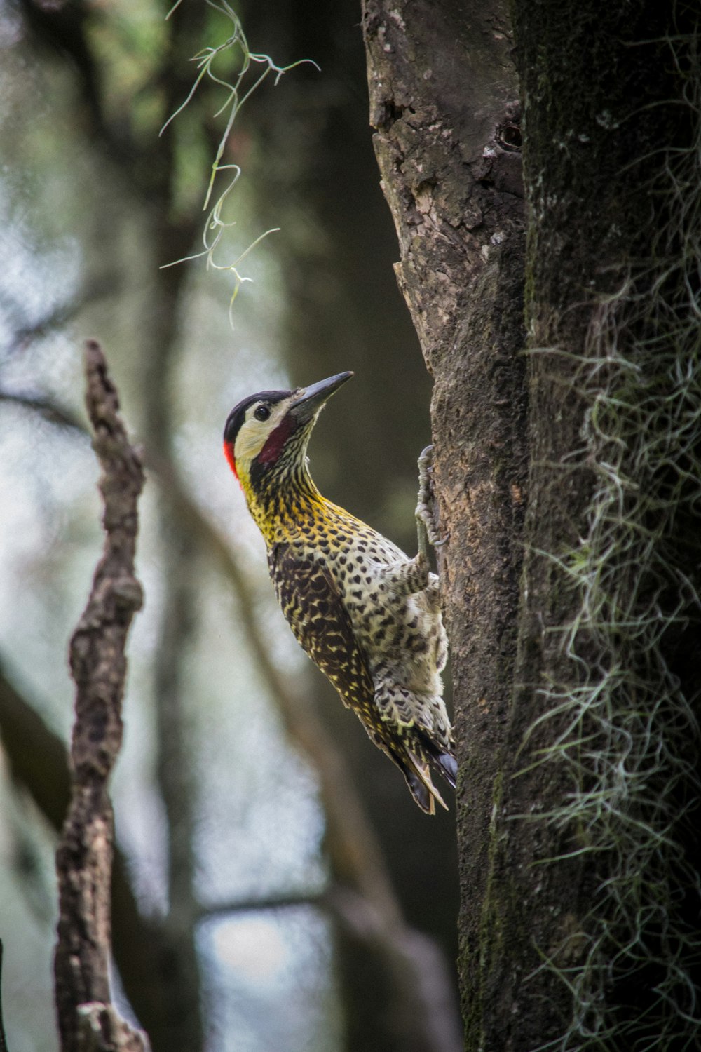 brown and yellow woodpecker