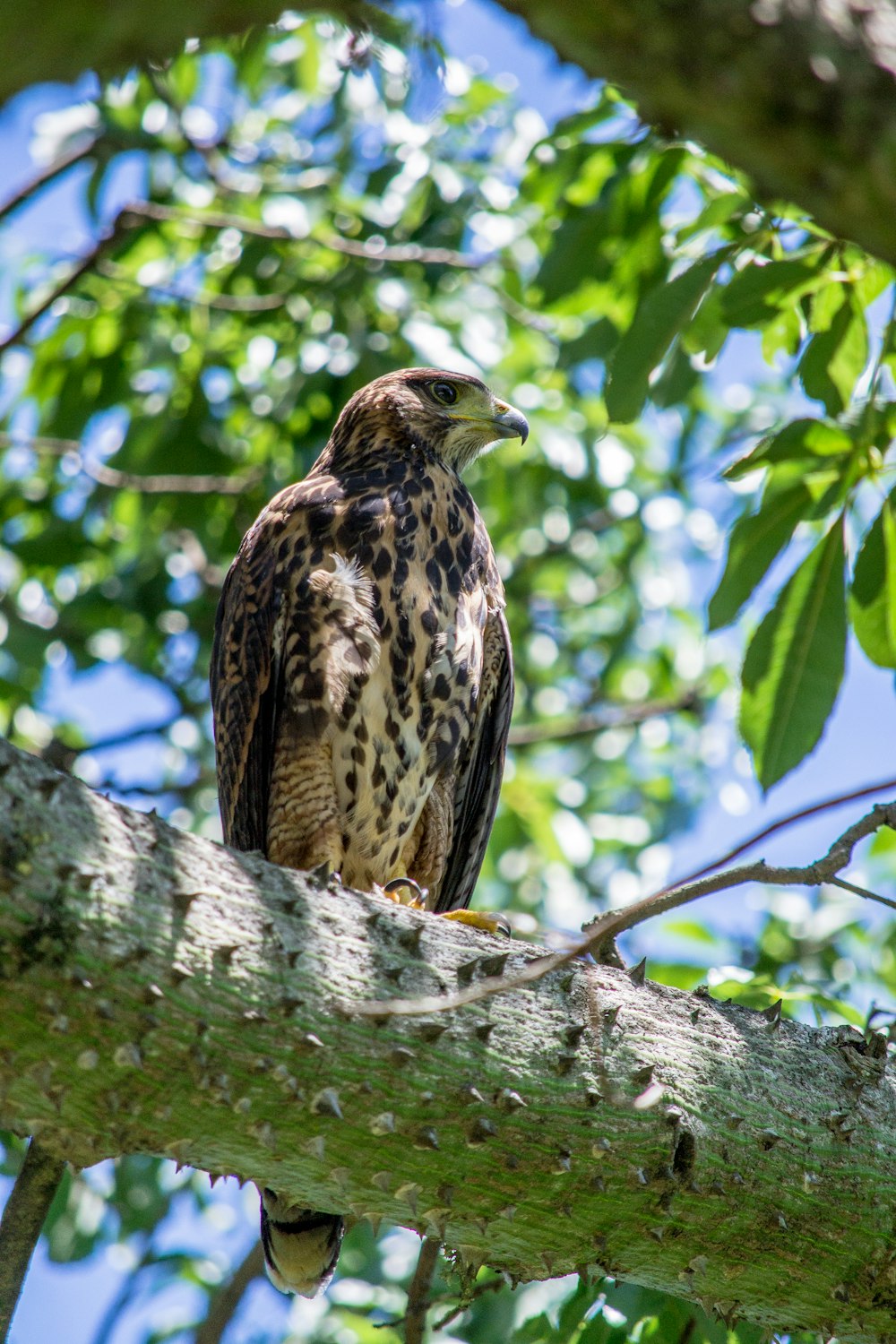 black and brown bird close-up photography