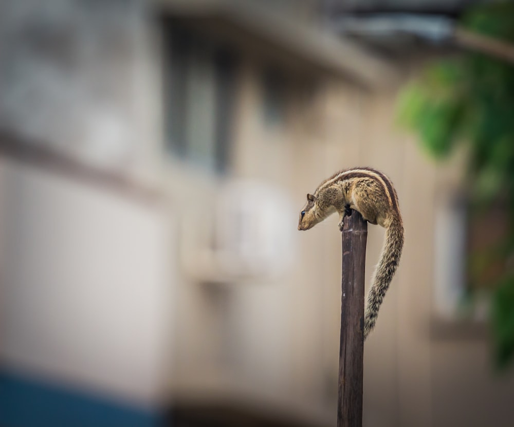 brown squirrel on pole