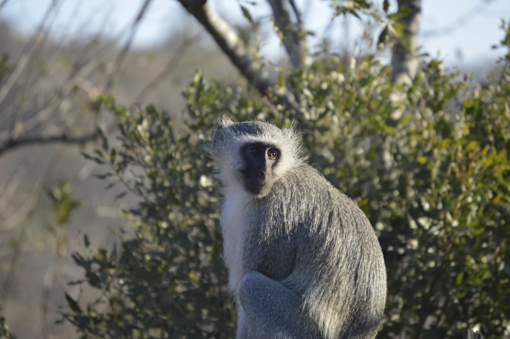 macaco branco e cinza