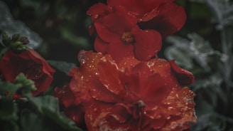 Close-up of vibrant flower beds being watered in a garden.