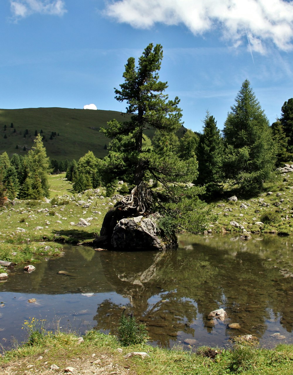 green pine tree