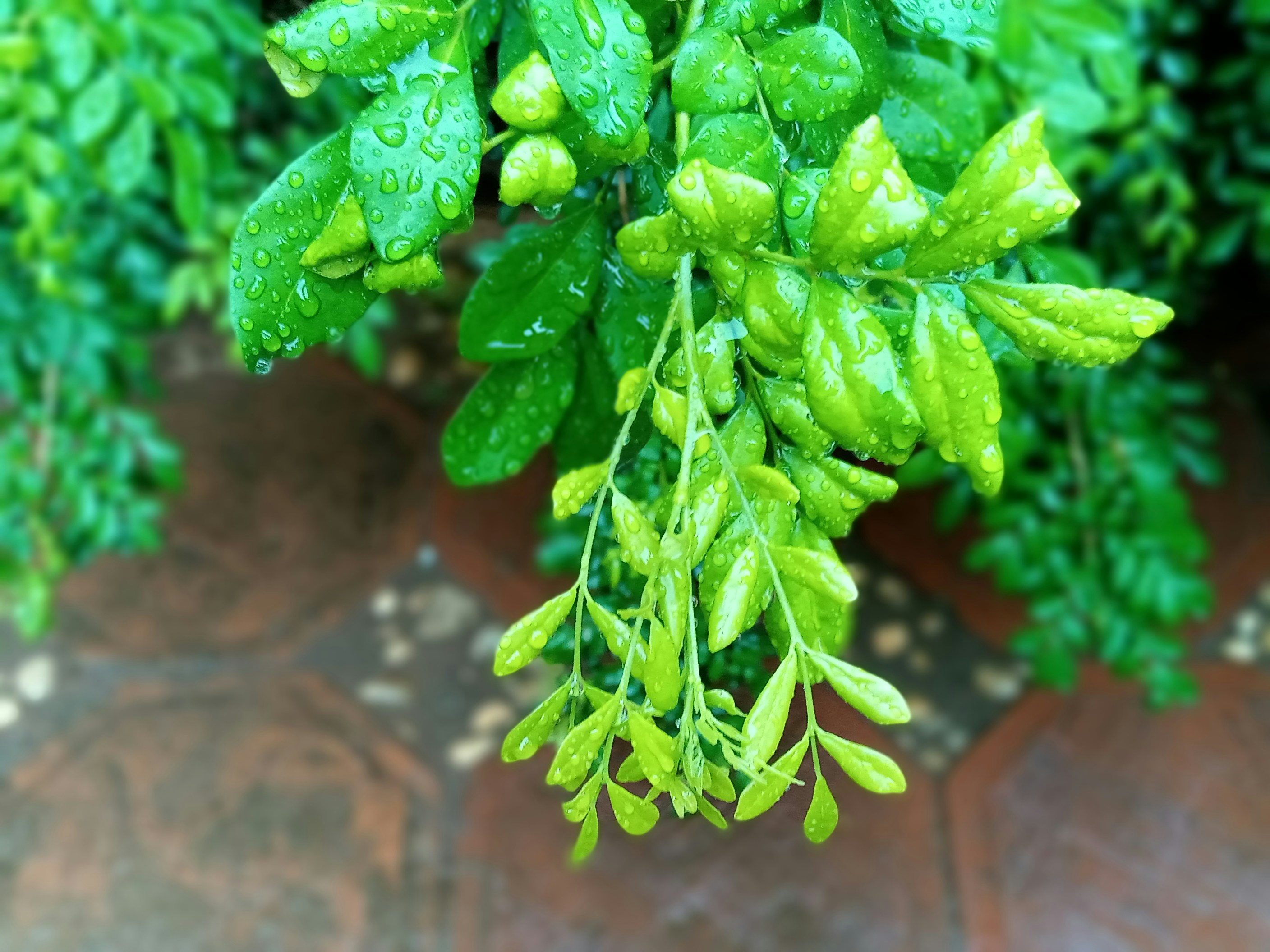 green leaf plant close-up photography, Leaves in the rain 