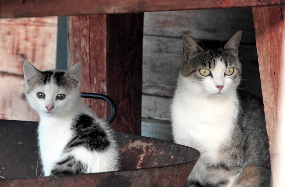 black and white tabby cat and kitten