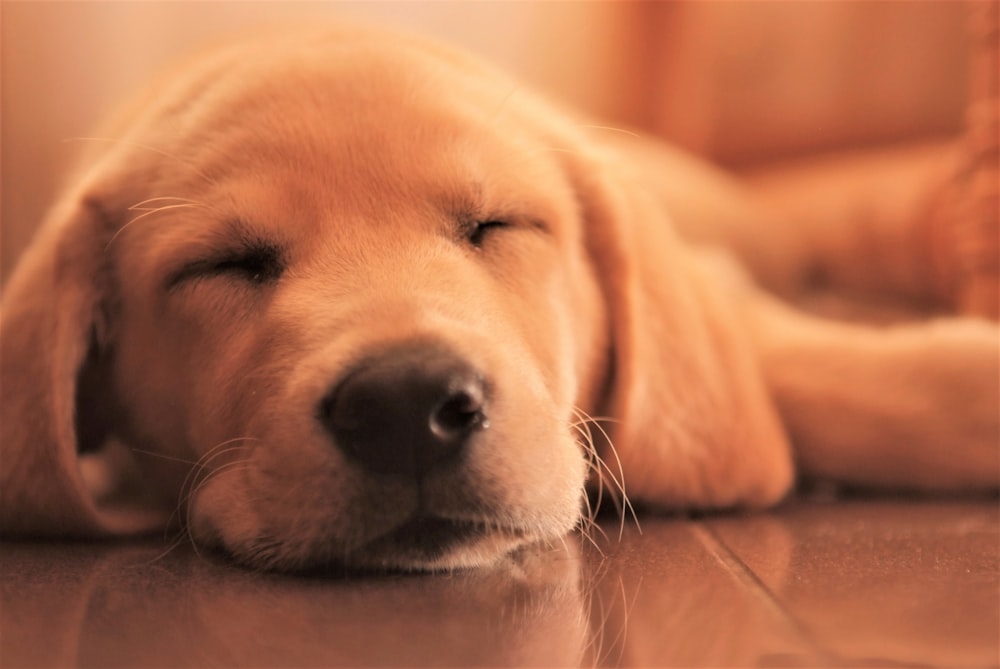 Short Coated Brown Puppy Photo Free Animal Image On Unsplash