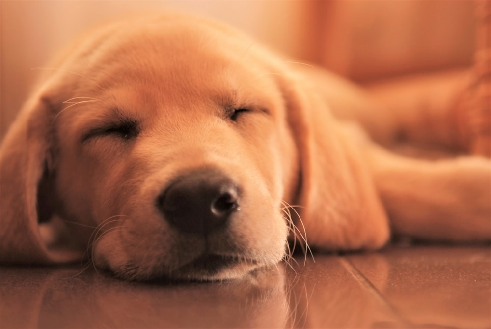 short-coated brown puppy