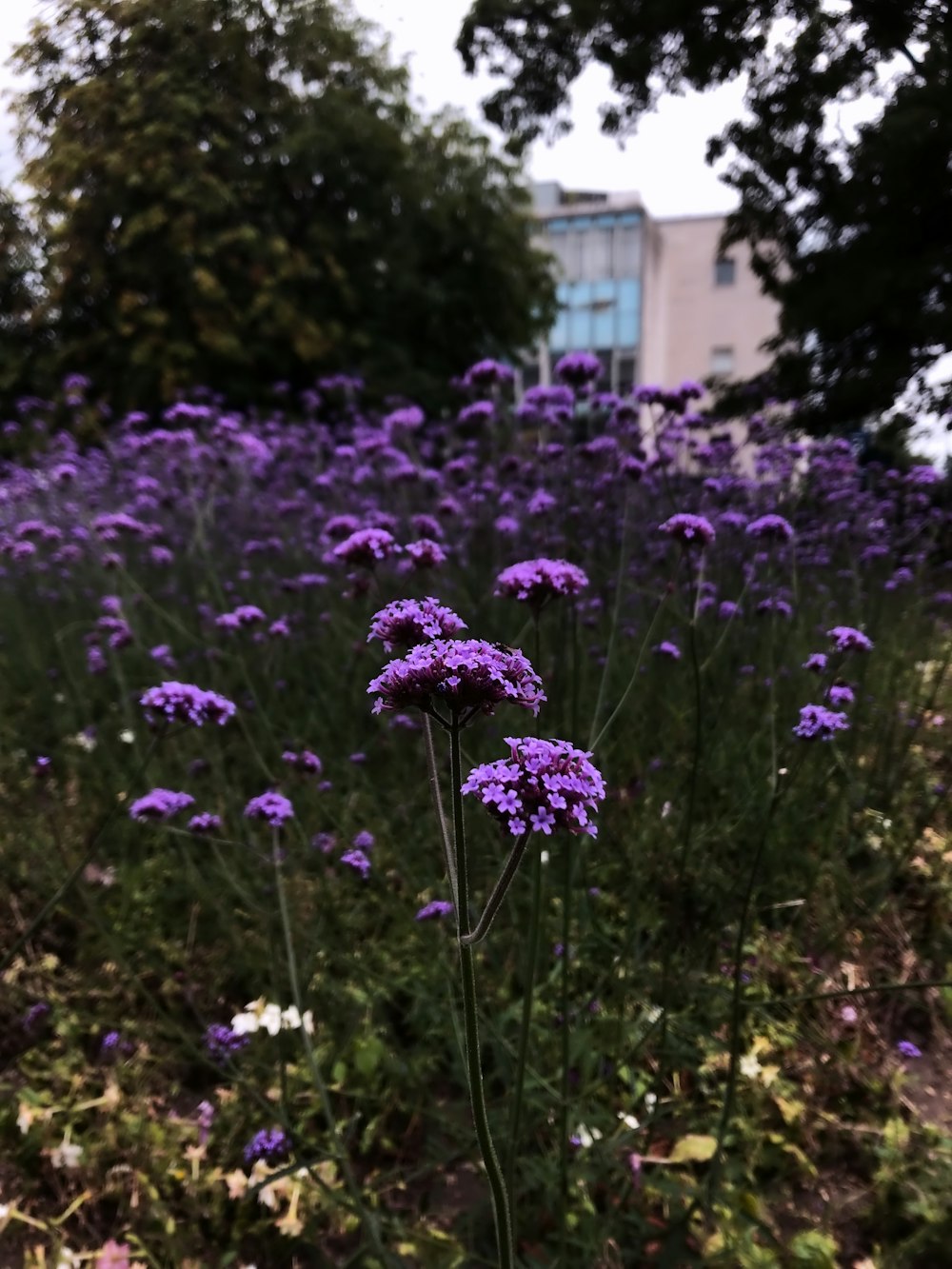 Fotografía de primer plano de flores de pétalos púrpuras