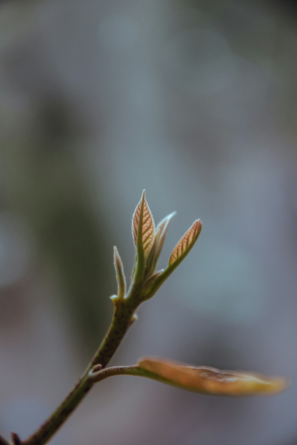 brown leaves