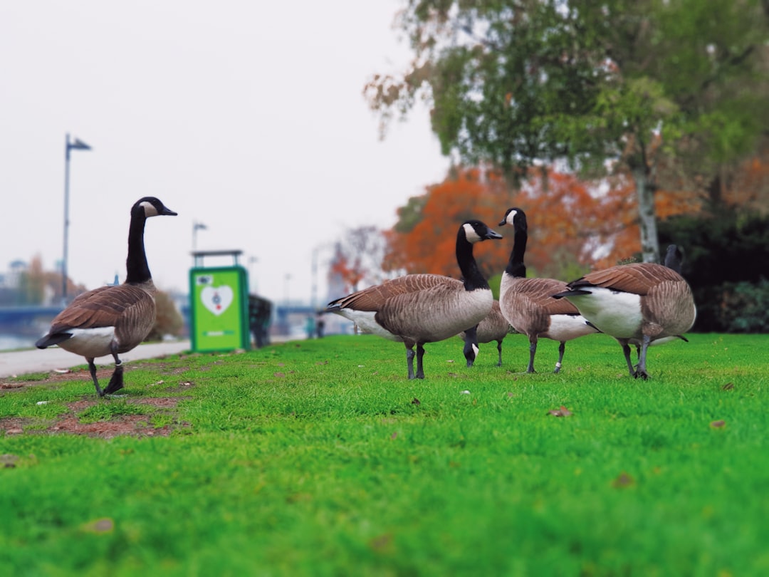 brown ducks on field