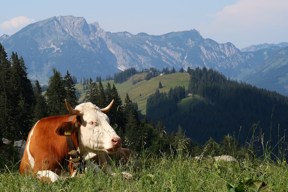 white and brown cow close-up photography