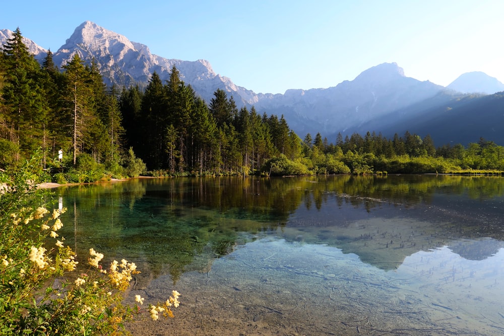 photography of lake and pine trees during daytime