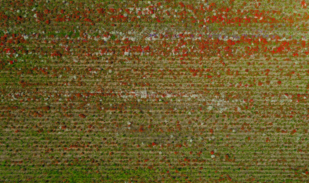 A poppy field taken with my drone, I love just another perspective.