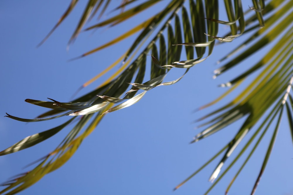 green coconut palm tree