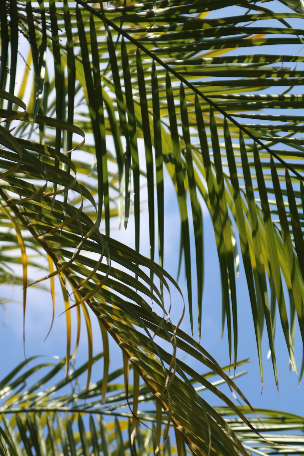 green palm leaves