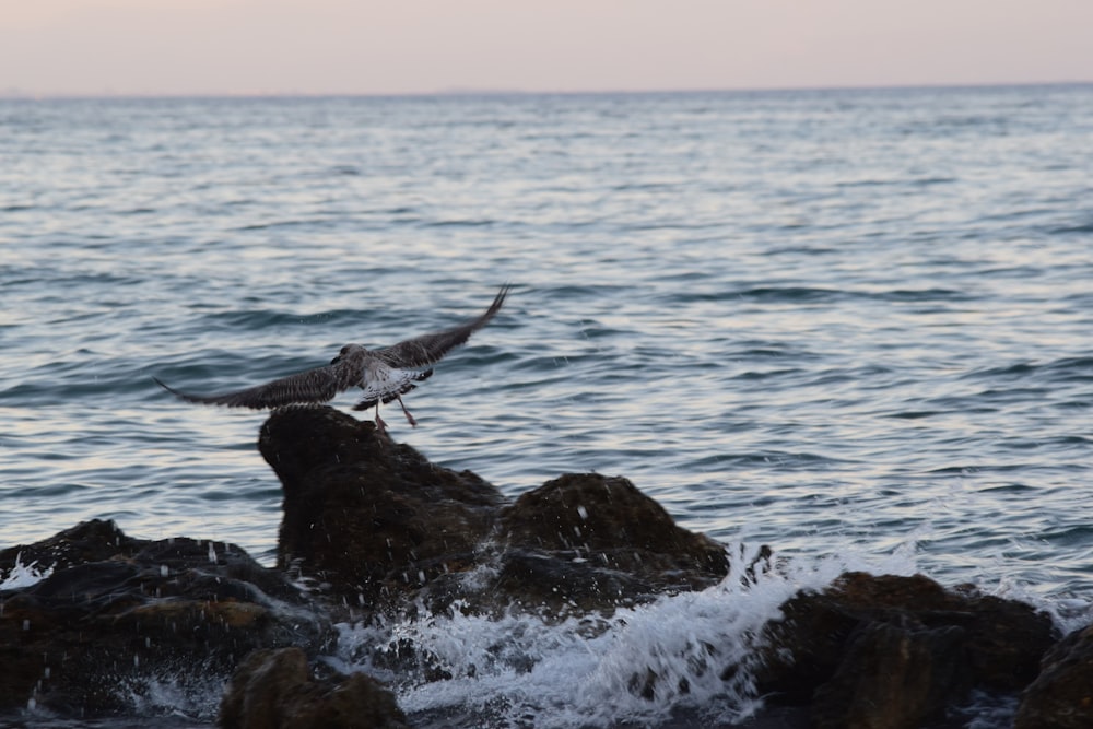 birds flying above rocks on sea