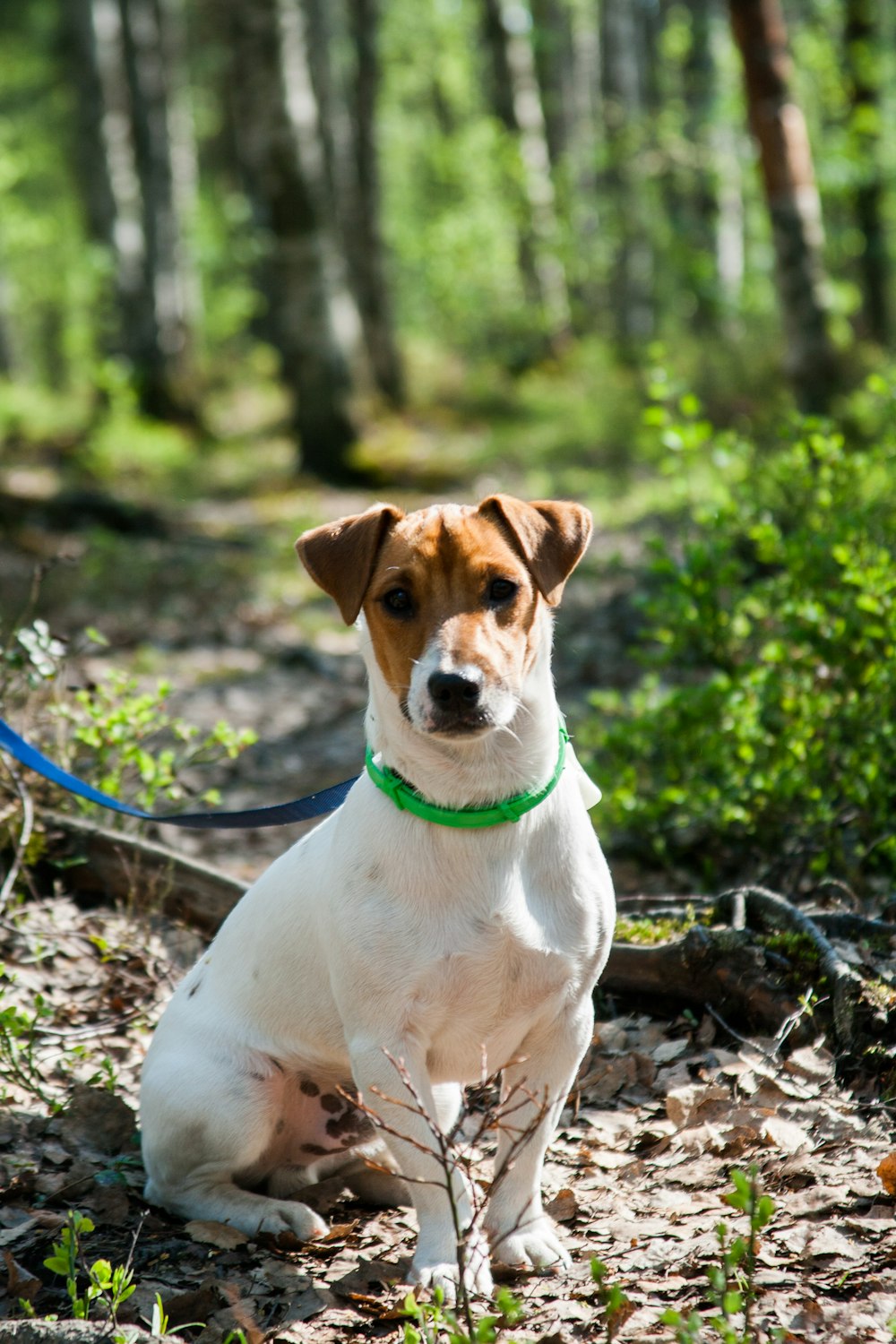 short-coated tan and white dog