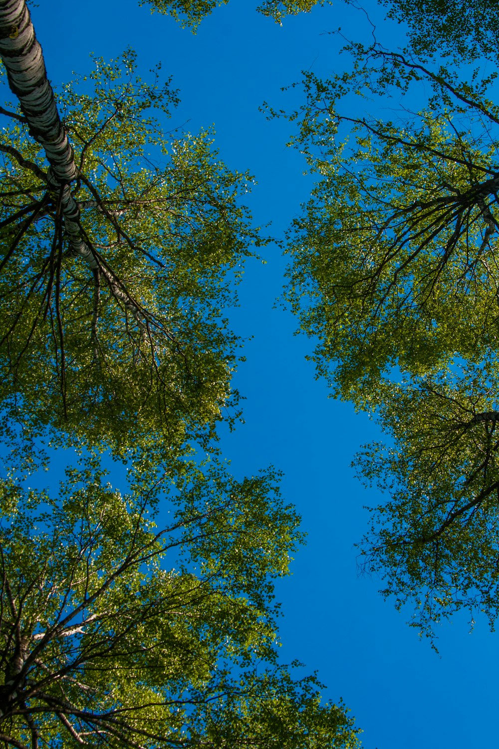 green-leafed trees under blue sky