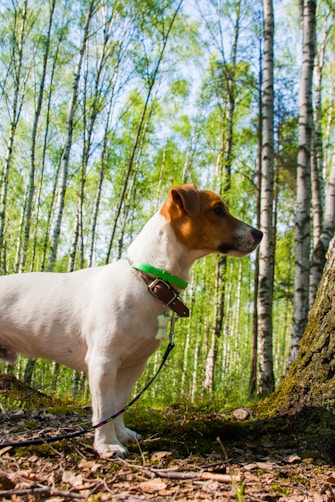 standing white and brown dog near trees