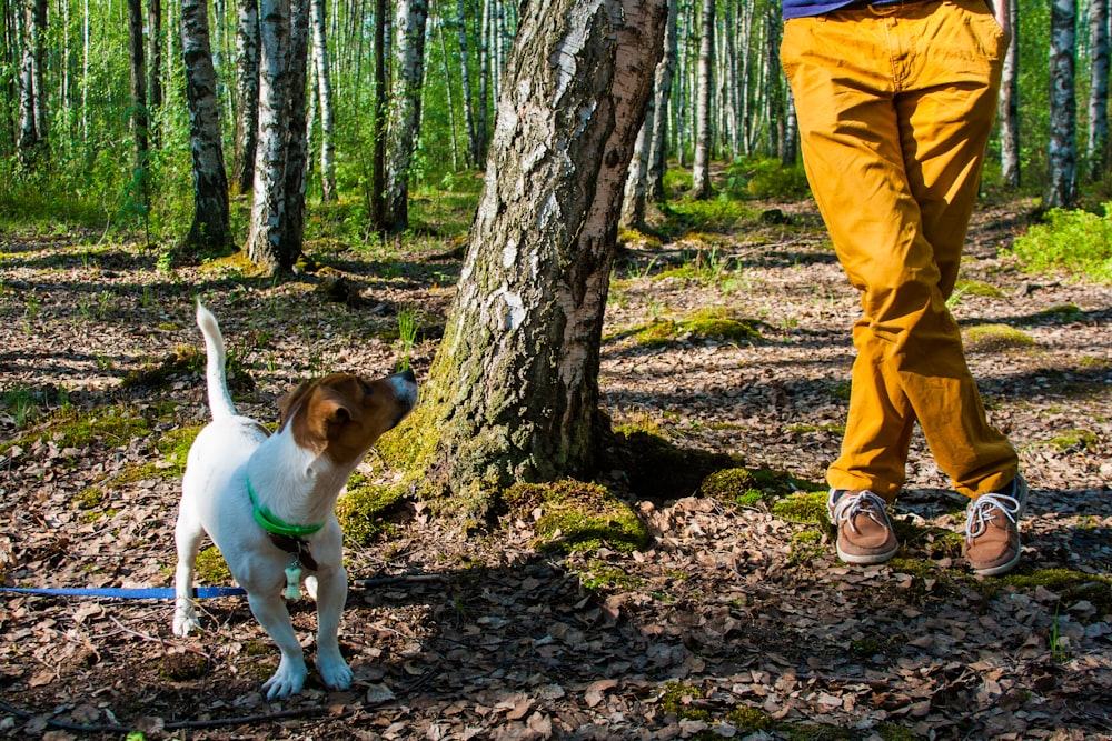 person standing beside dog