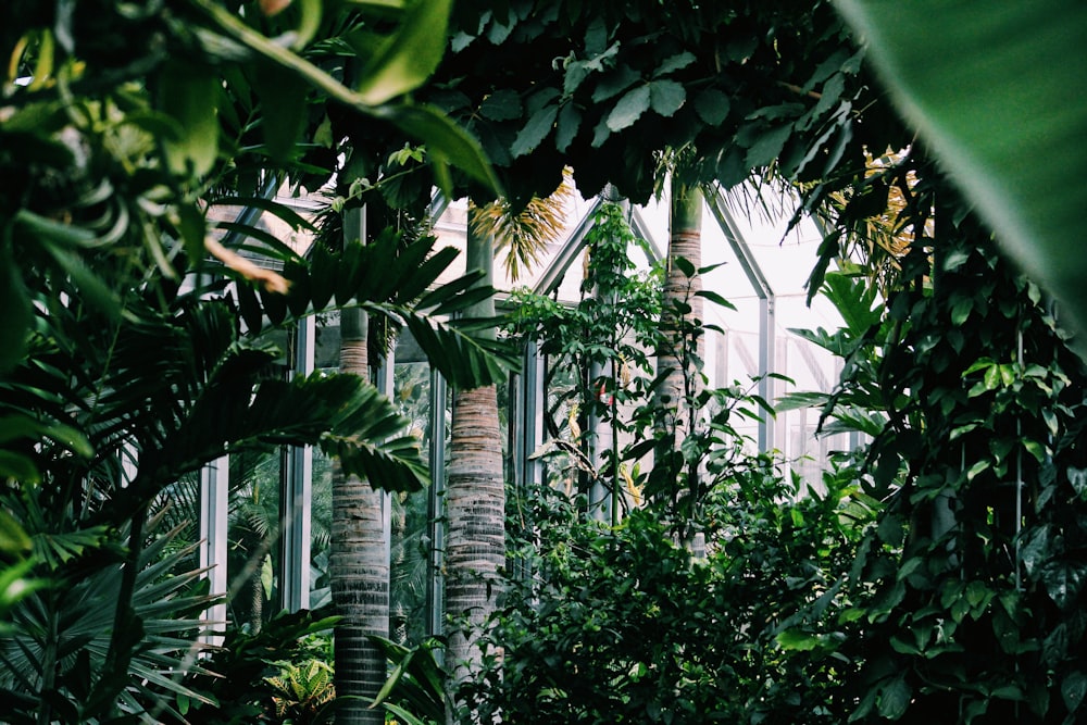 green-leafed plants