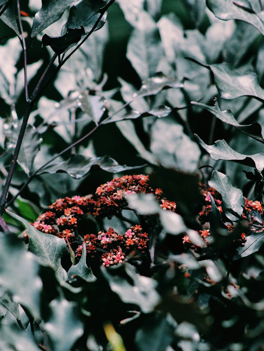 red flowers in bloom