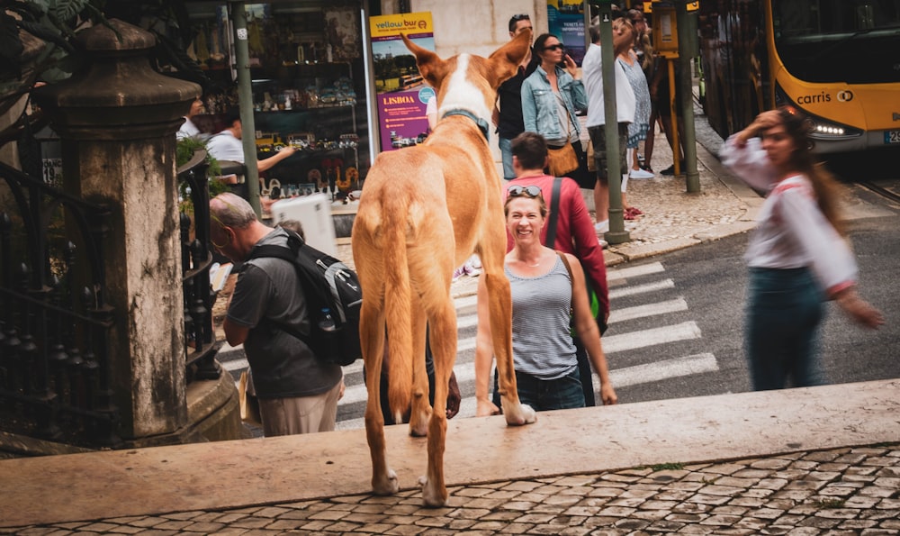 dog standing on stairs in front of people