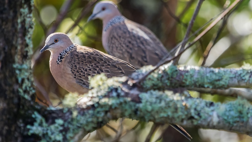 two gray birds perched on branch