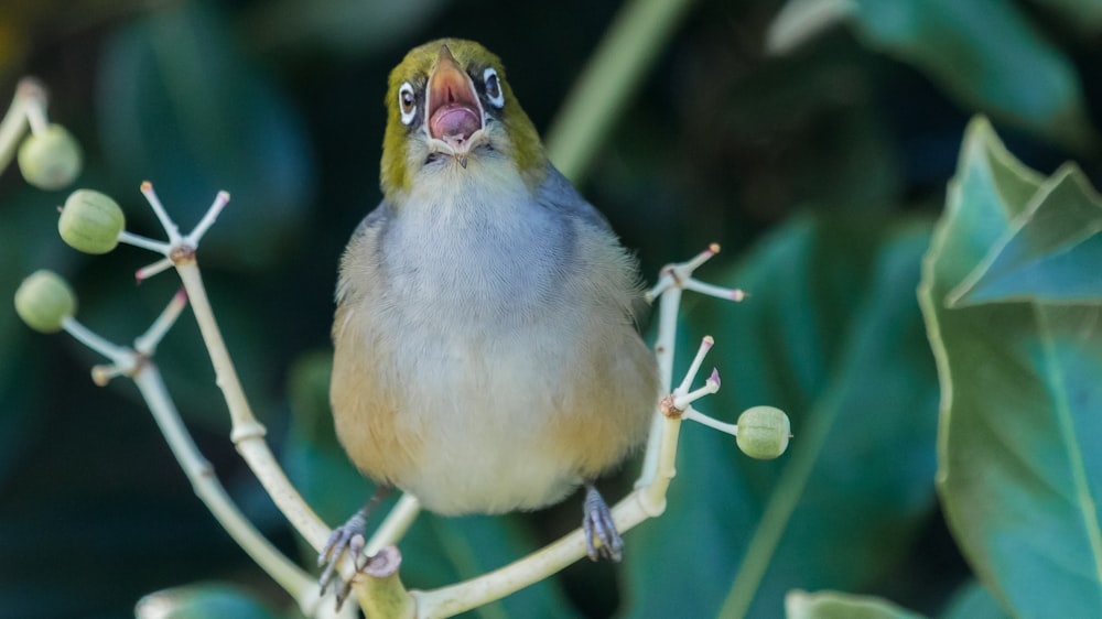 green and white bird