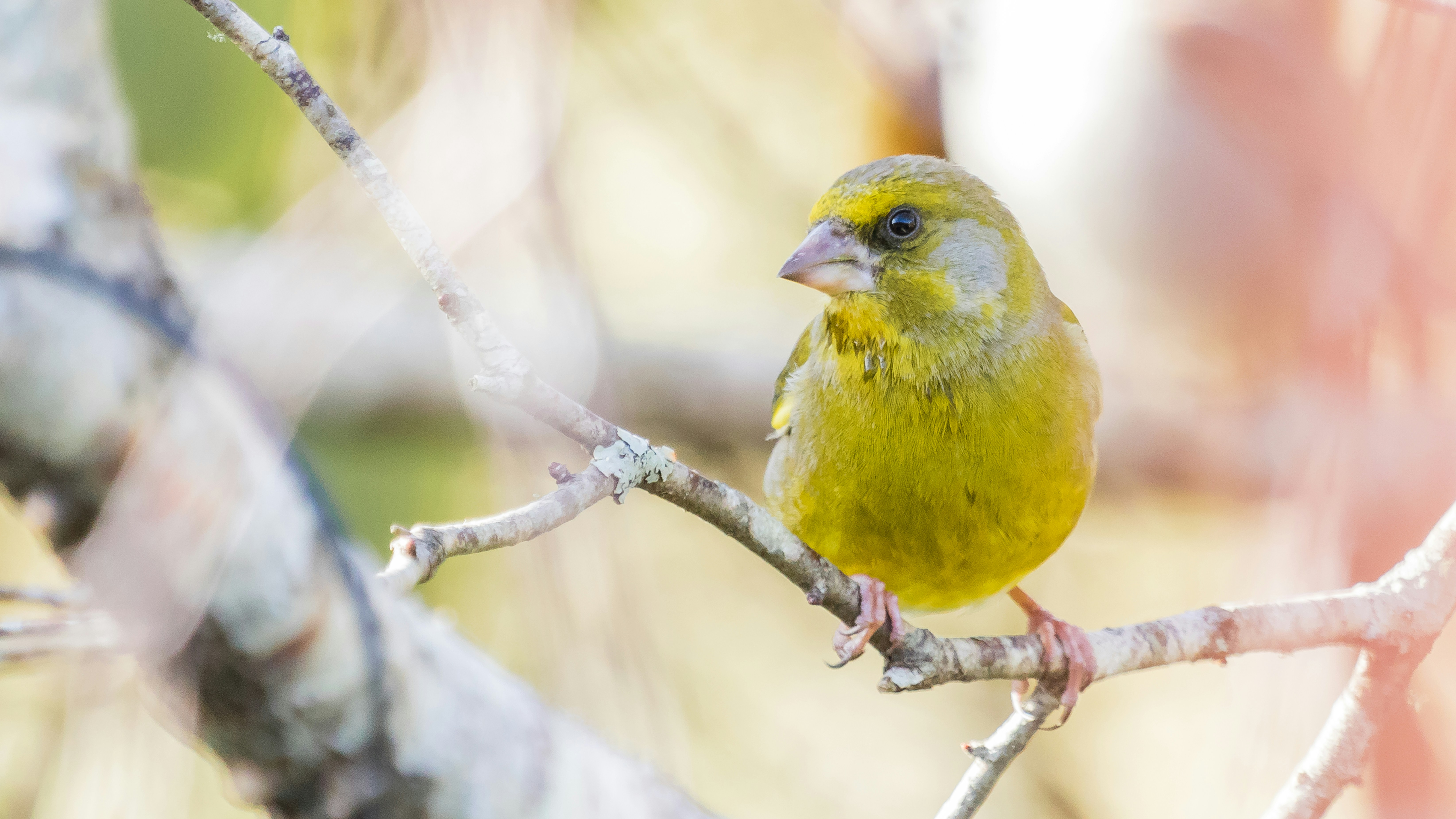 Photo by martynseddon