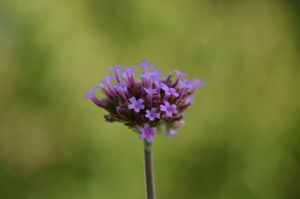 purple flower close-up photography