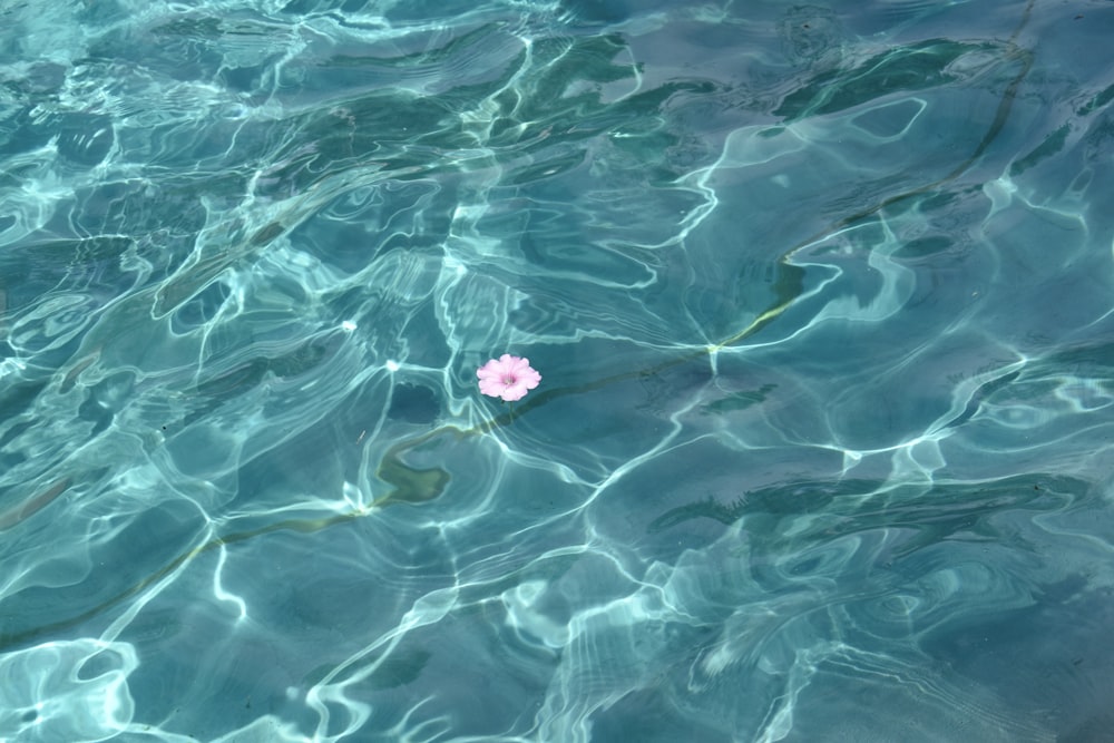 white petaled flower on body of water