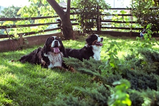two dogs lying on grass near fences