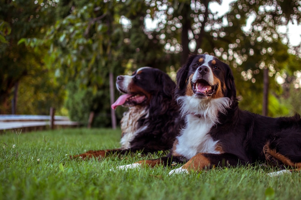 two black dogs