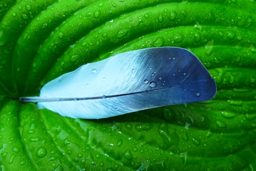 A serene soft blue feather resting gently on an open book page.