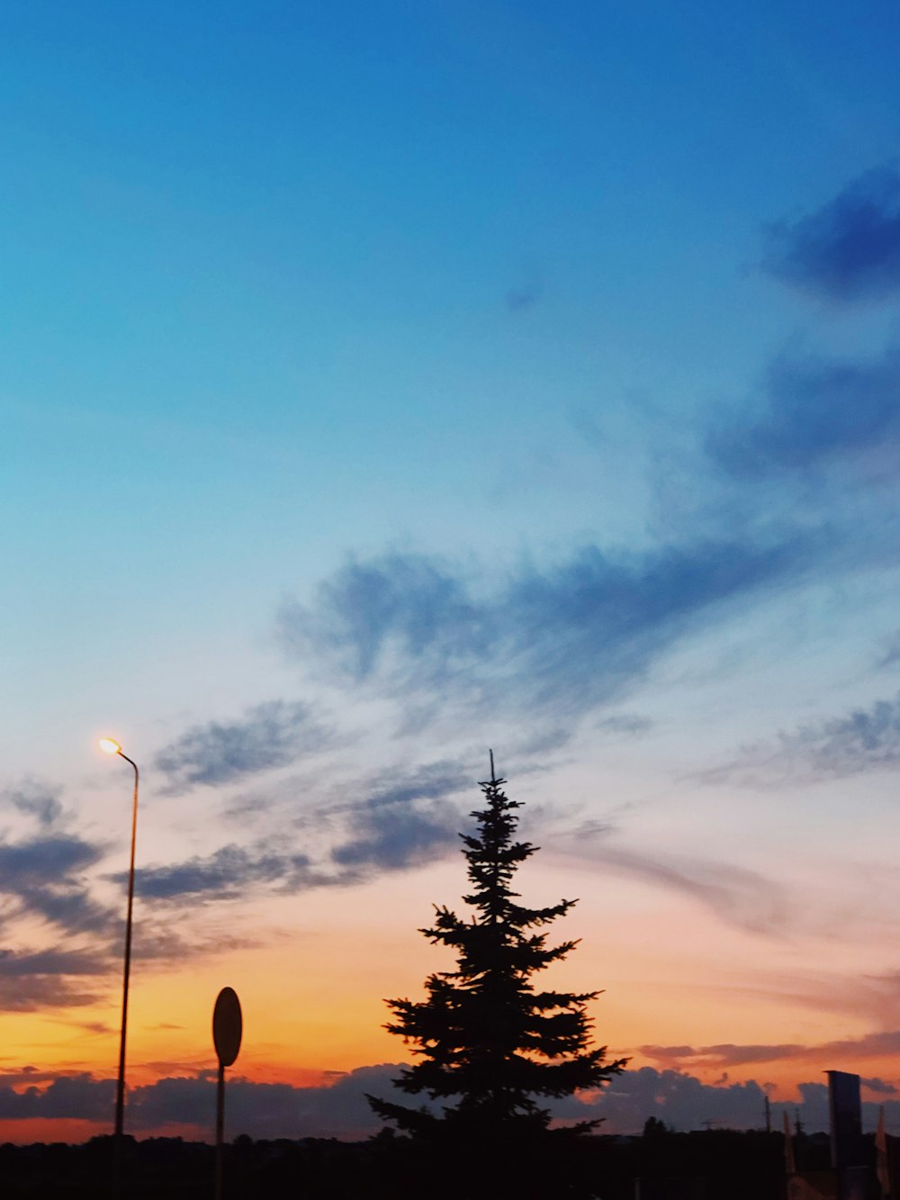 silhouette photo of pine trees at golden hour