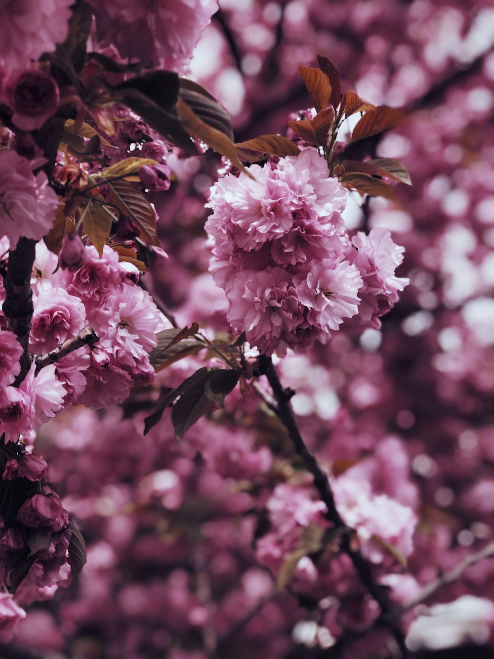 blooming pink flowers at daytime