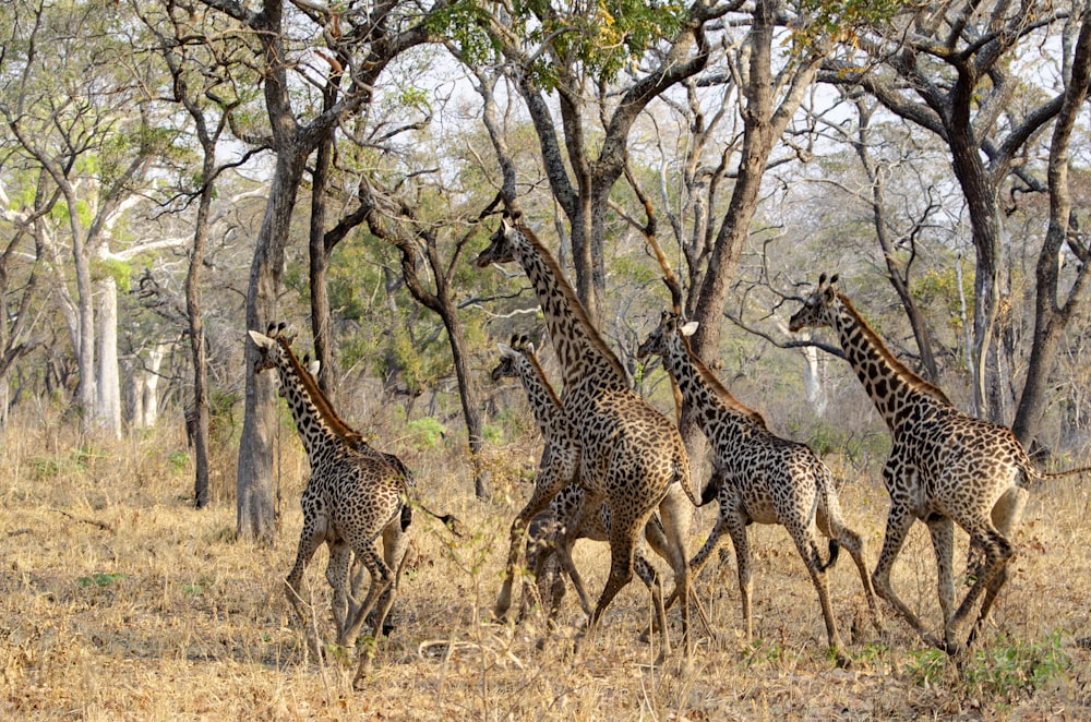 giraffe animals