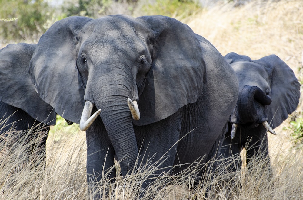 three elephants walking on grass