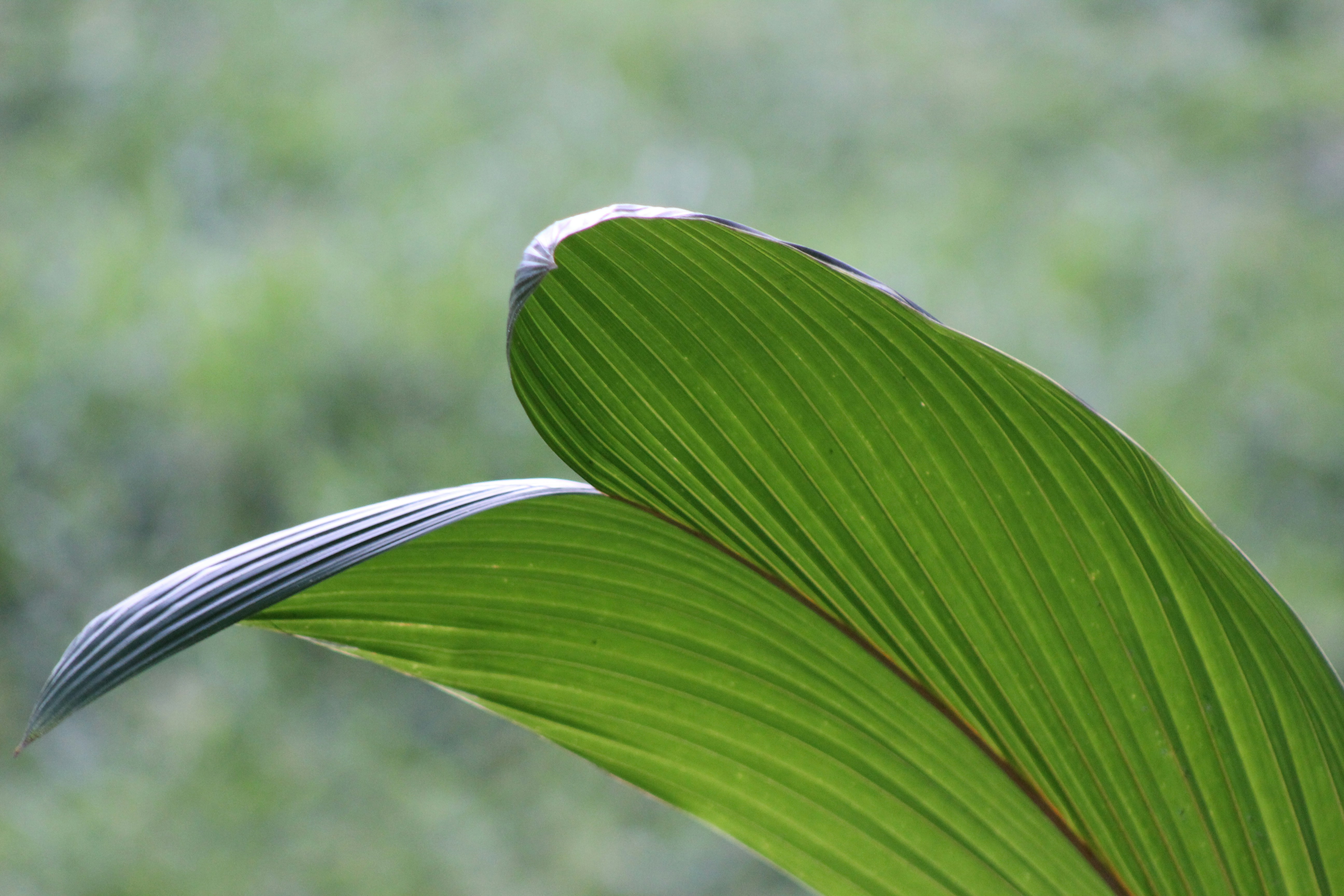 Photo by coniferaoscura