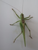 A green grasshopper with long antennae and six legs is perched on a flat, white surface. Its wings are folded along its back, and its large hind legs are positioned for jumping.