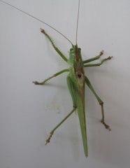 A green grasshopper with long antennae and six legs is perched on a flat, white surface. Its wings are folded along its back, and its large hind legs are positioned for jumping.