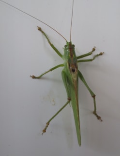 A green grasshopper with long antennae and six legs is perched on a flat, white surface. Its wings are folded along its back, and its large hind legs are positioned for jumping.