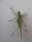 A green grasshopper with long antennae and six legs is perched on a flat, white surface. Its wings are folded along its back, and its large hind legs are positioned for jumping.