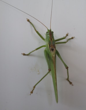 A green grasshopper with long antennae and six legs is perched on a flat, white surface. Its wings are folded along its back, and its large hind legs are positioned for jumping.