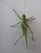 A green grasshopper with long antennae and six legs is perched on a flat, white surface. Its wings are folded along its back, and its large hind legs are positioned for jumping.