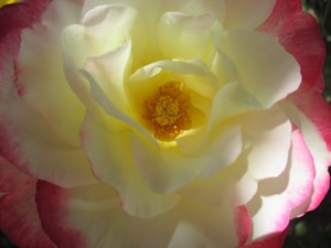 Crème Rose Pure