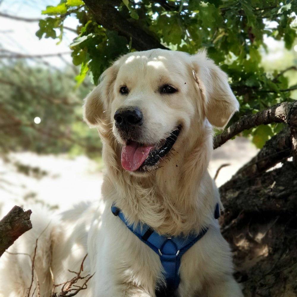 yellow labrador retriever