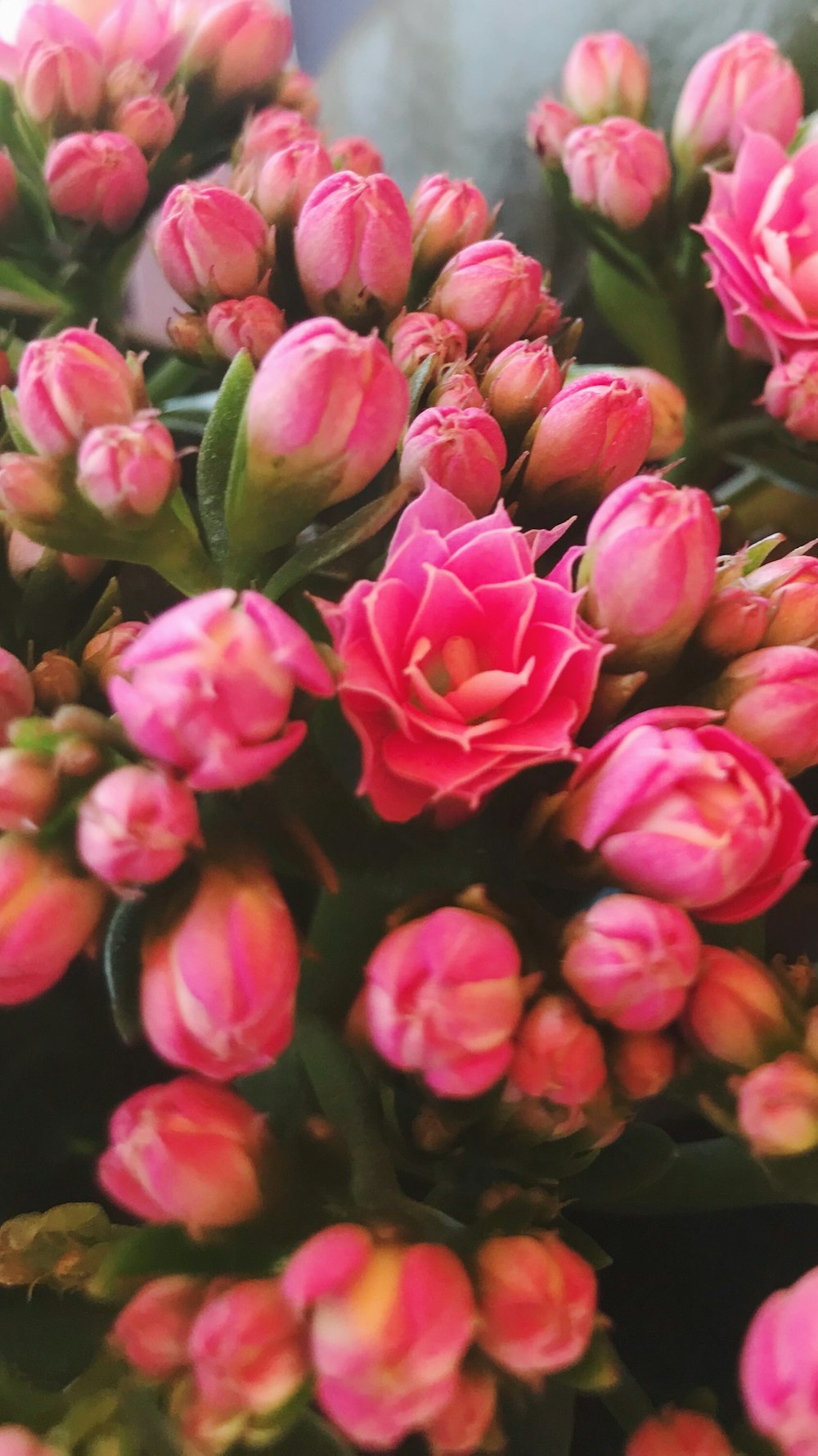 selective focus photography of pink-petaled flowers