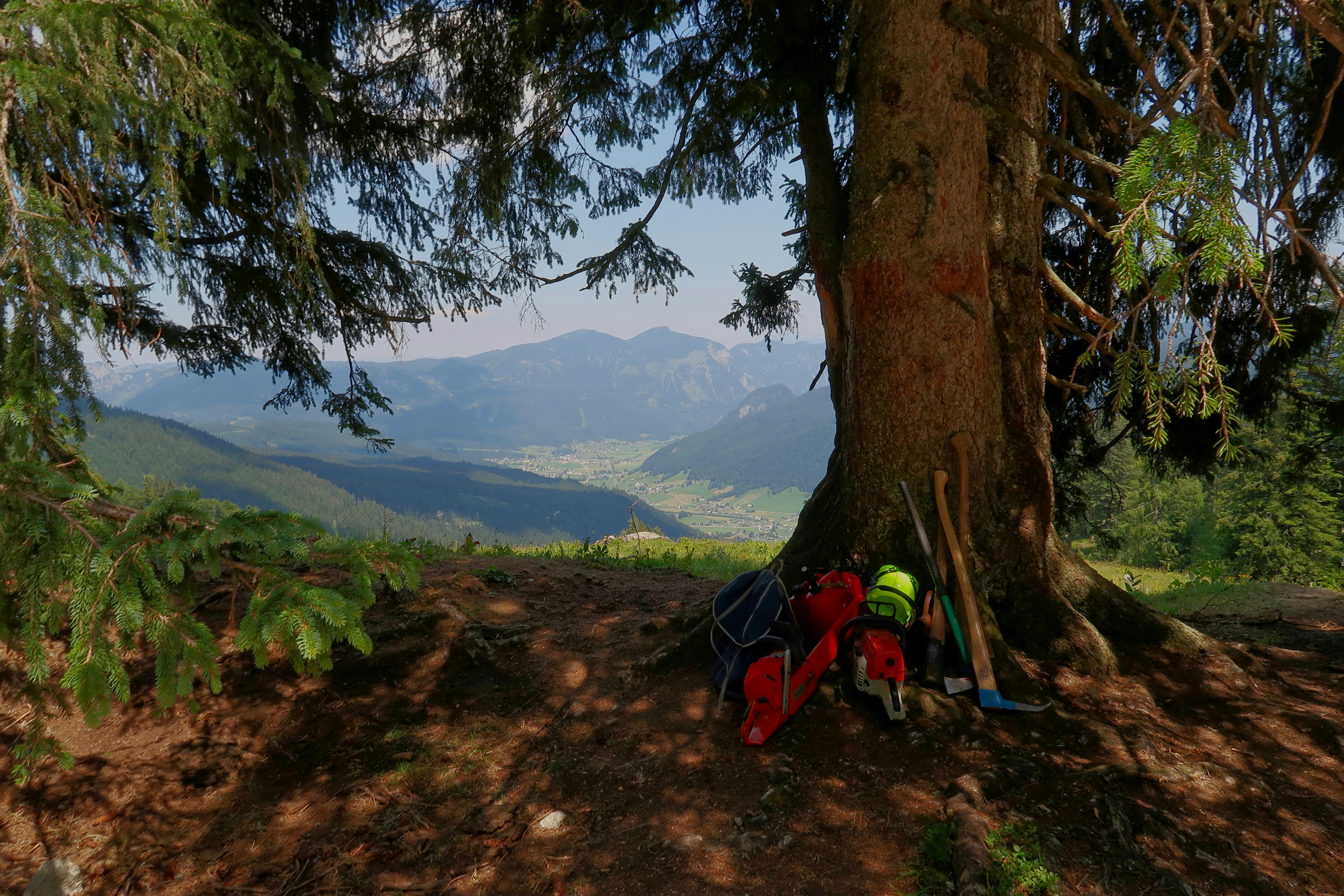 bags beside tree trunk